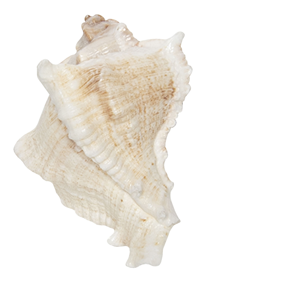 [64183] Deurknop 7x5x6 cm / S3 cm