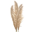 Droogbloemen 11x8x142 cm (5)