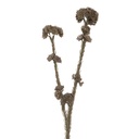 Decoratie tak met bloemen 6x6x58 cm